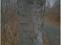 Tree.jpg Tree.jpg