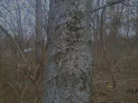 tree 2.jpg tree 2.jpg