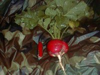 Radish.jpg