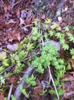 Bushcraft Outtings 007.jpg