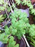Bushcraft Outtings 008.jpg