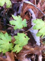 Bushcraft Outtings 009.jpg