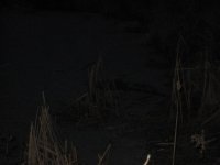 IMG_2185.jpg