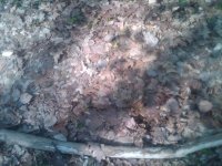 IMG00930-20120415-1013.jpg