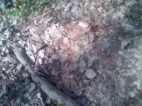 IMG00931-20120415-1013.jpg