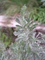 Artemisia-tridentata-for-web-Mountain-Big-Sagebrush.jpg
