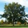 buroak