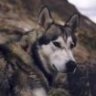 Malamute