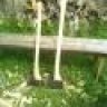 Aguineapig