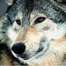 Arrowolf
