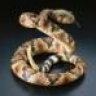 rattlesnake_wrangler