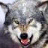 grey wolf