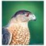 Clarence Davidson