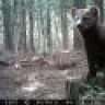 Boreal Boy