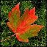 Canadian Woodsman