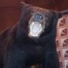 Two Bears
