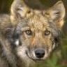 bushwolf