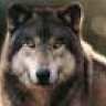 Grey Wolf Alpha