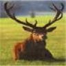 BuckHorn