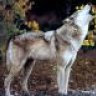 Old Wolf