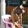 1Olddog