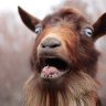 Kinggoat