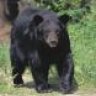 emeraldcoastbear