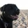 packalphadog
