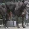 Dog Flip