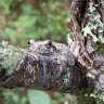 Woodpuppy