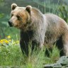 AZ Wandering Bear