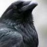 Rook