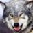 grey wolf