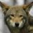 Wulf
