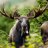 Muskeg_Stomper