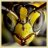 Wasp